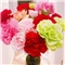 康乃馨单头多色20支【产地直发】